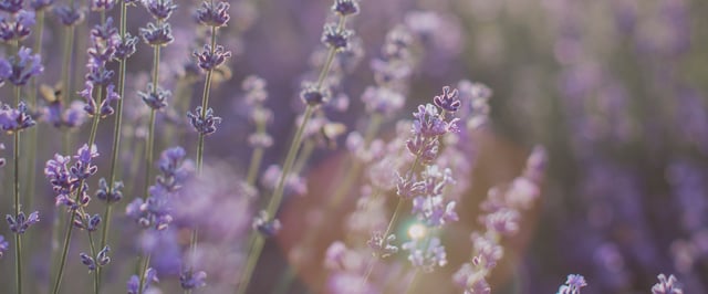 Detaljefoto af lilla blomster i en blomstereng med sløret baggrund. Illustrationsfoto.