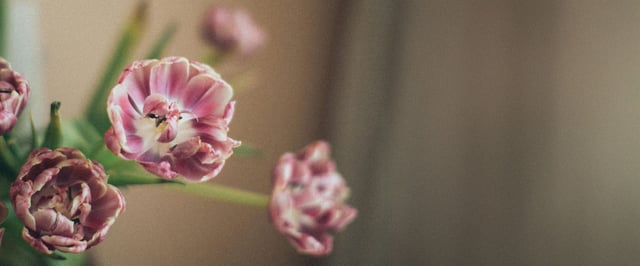 Nærbillede af tulipaner