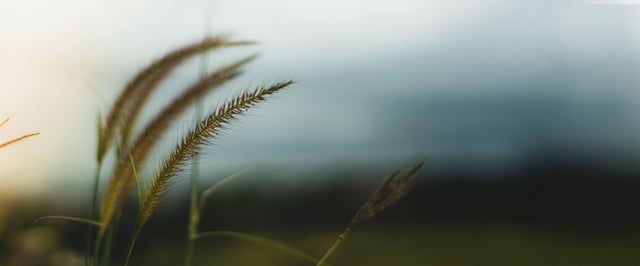 Nærbillede af nogle strå. Foto.